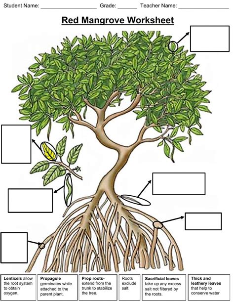 red mangrove adaptations  deanbiology