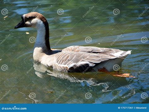 The African Goose Is A Breed Of Goose Stock Image Image Of Domestic