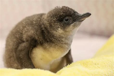 Camden's Adventure Aquarium wants your help naming its newest baby penguin