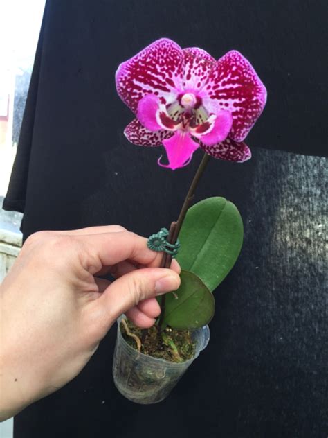 Phal (Tying Shin Thor X Tying Shin Super Star) | Slippertalk Orchid Forum