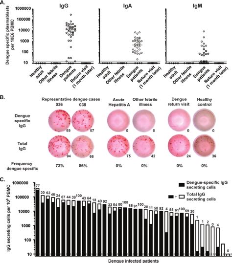 The Majority Of The Plasmablasts Induced By Dengue Virus Infection Are