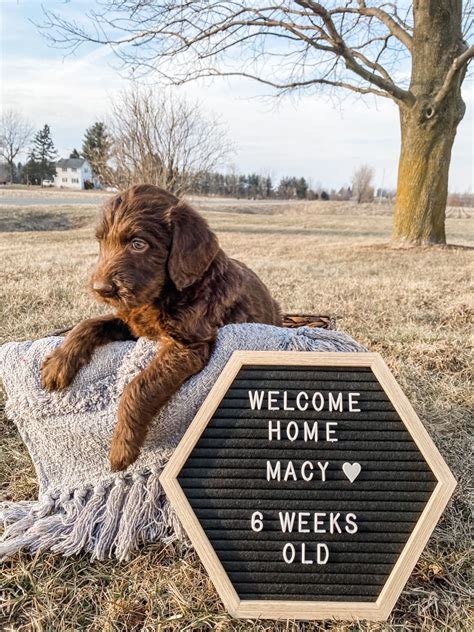 Welcome Home Puppy | Puppy announcement, Puppies, Chocolate labradoodle ...