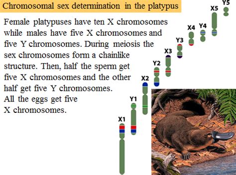 Chapter Sex Determination And Sex Linked Characteristics Flashcards