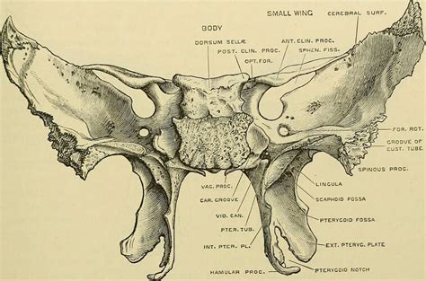 Sphenoid Bone The Definitive Guide Biology Dictionary