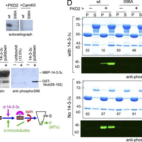 Gtse Modulates Aurora B Kinase Activity During Mitosis A Left