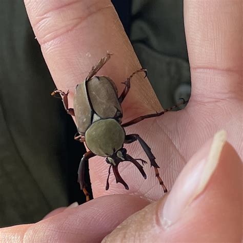 Dicronocephalus bourgoini from 臺灣島 鼓山區 KHH TW on July 5 2023 at 04