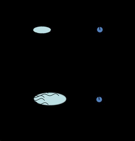 1: Two modes of movement of peritrichous bacteria. | Download Scientific Diagram