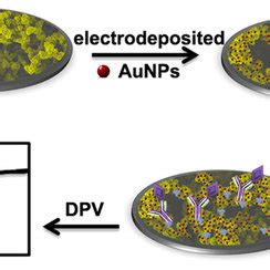 Schematic Illustration Of The Electrochemical Immunoassay Protocol