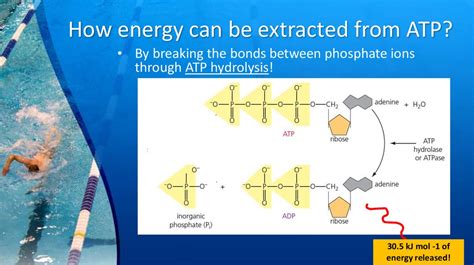 The Atp Adenosine Triphosphate