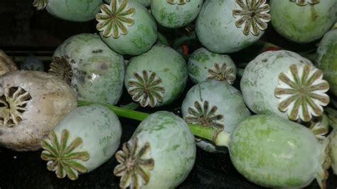 Harvesting Poppy Seed Pod Extraction Of Poppy Seed From My Home