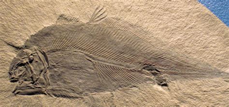 From coelacanths to crinoids: these 9 ‘living fossils’ haven’t changed ...