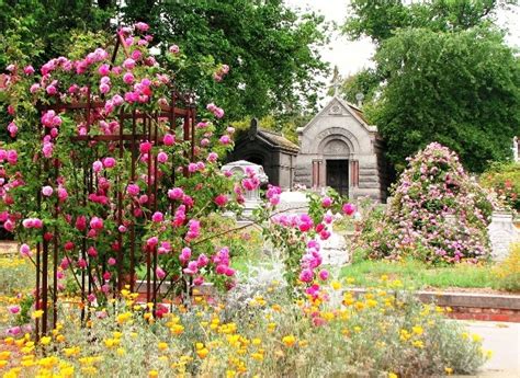 The Cemetery Traveler By Ed Snyder Antique Cemetery Roses