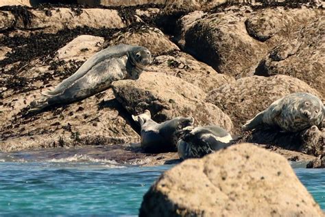 Islanders Asked To Help Find Out More About The Seal Population