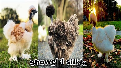 Showgirl Silkie Blue Showgirl Silkie Frizzle Showgirl Silkie