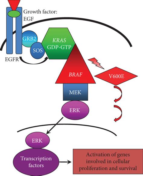 Diagram Of The Mitogen Activated Protein Kinase Pathway A Signalling