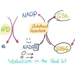 Glucose-6-phosphate dehydrogenase - Chemical compound - Whois - xwhos.com