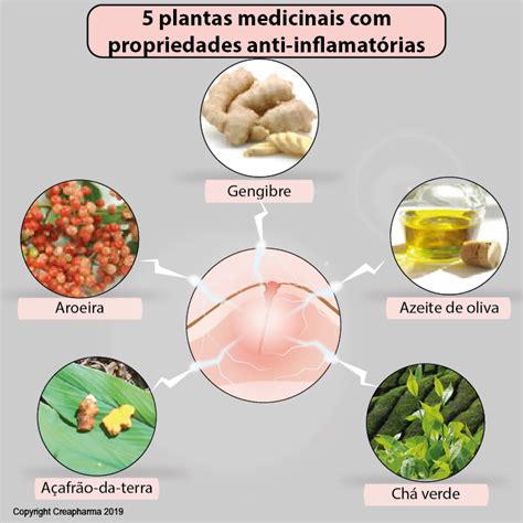 Plantas Medicinais Propriedades Anti Inflamat Rias Criasaude