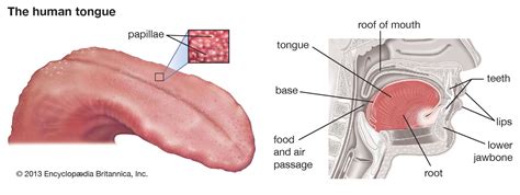 tongue | Description & Facts | Britannica