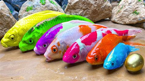 Stop Motion Trap Goldfish Rainbow Koi Fish Experiment Underground