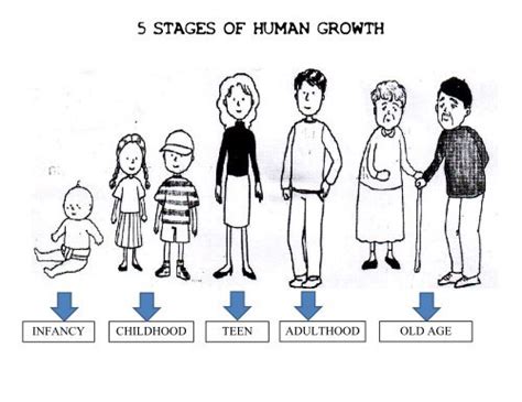 Stages Of Human Growth And Development Chart