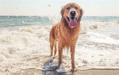 Petlab Co How To Keep Your Dog Cool In Hot Weather