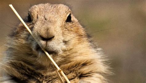 Do Gophers and Groundhogs Eat The Same Thing? | Gopher Nuts