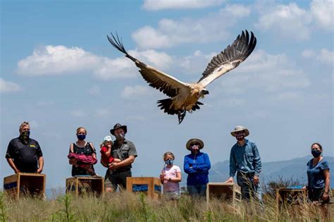 Ford Wildlife Foundation Provides Mobility for VulPro African Vulture ...