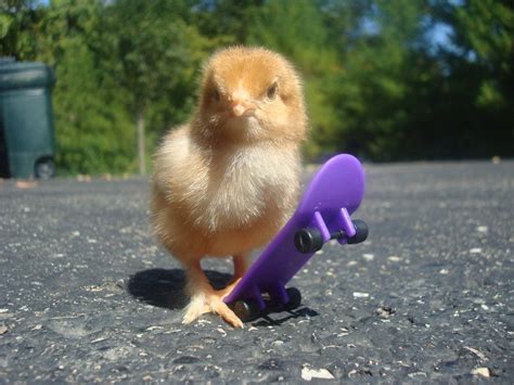 Cute Chicken Cute Chickens Bicycles Bird Animals Animales Animaux