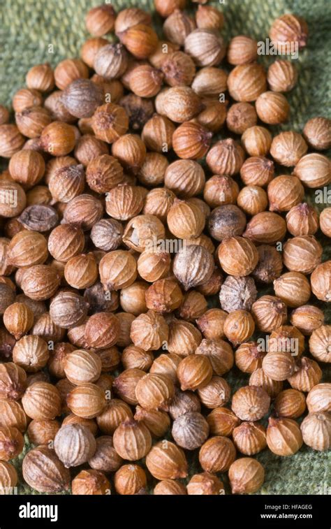 Coriander Seeds Coriandrum Sativum Aka Cilantro Or Chinese Parsley