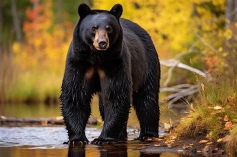 American Black Bear Standing