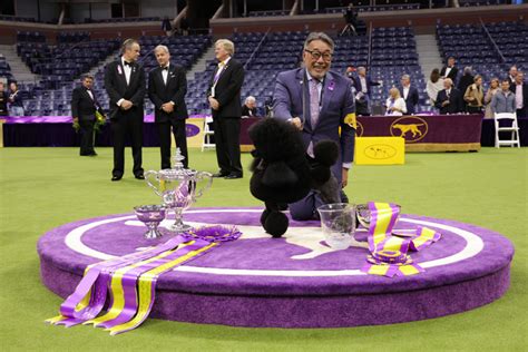 Meet Miniature Poodle Sage The 2024 Westminster Best In Show Winner