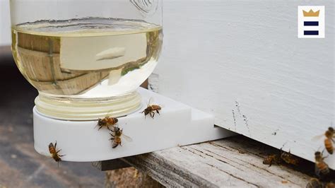 How to Make a DIY Honey Bee Feeder - Pet Food Guide