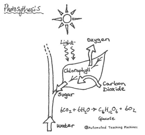 Drawing Of Photosynthesis