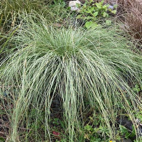 Carex Frosty Curls