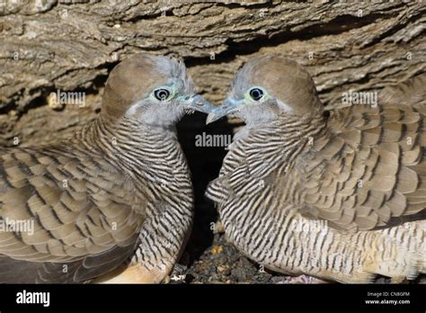 Palomas Del Amor Fotos E Im Genes De Stock Alamy