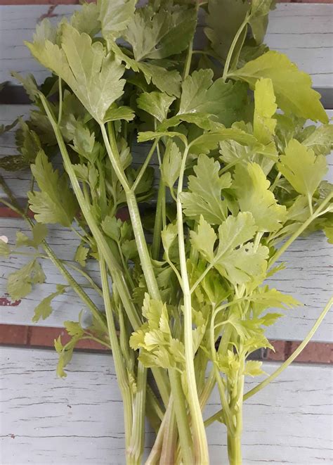 celery light green local seeds