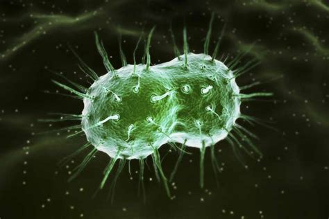 World Health Organization Untreatable Gonorrhea On The Rise