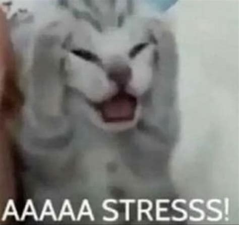 i am actually so stressed in 2023 | Funny looking cats, Funny cute cats ...