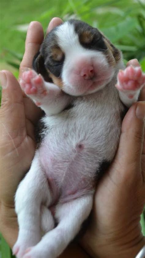 Beagle baby-- I remember when my puppies looked like this!!!