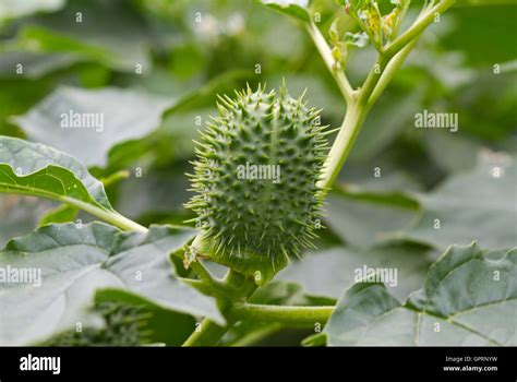 Seed Capsule Of Thornapple Datura Stramonium Also Known As Jimson