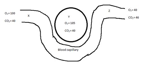 Capillary Order Of Blood Draw