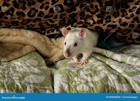 Fancy Pet Rat Sofa Stock Photo Image Of Dark Eyes 203608658