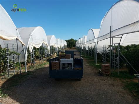 Macro T Neles Para La Producci N De Frutos Rojos Luz De Tavira Agroteck