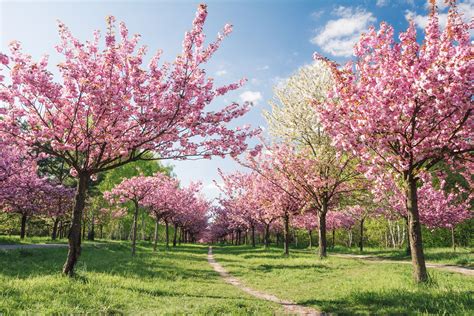 Cherry Blossoms And Festivals In Germany In Spring