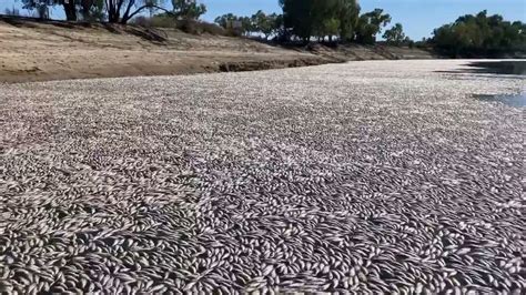 Ola De Calor Deja Millones De Peces Sin Vida En Un R O De Australia