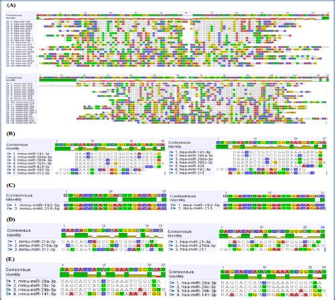 Pre Mature And Mature MiRNA Sequence Alignments In Mouse And Human By