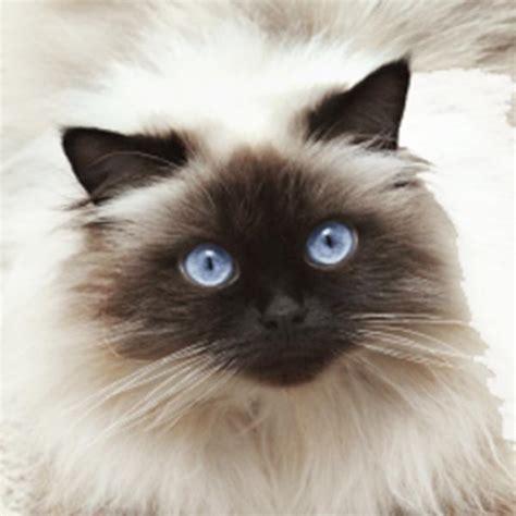 Care of the Himalayan cat | FavCats.com