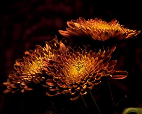 Three Autum Mums 0117 Thomas Jerger Flickr