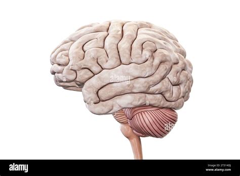 Human Brain With Cortex Cerebellum And Brain Stem Profile View