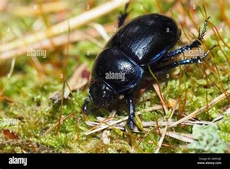 Black Dung Beetle High Resolution Stock Photography And Images Alamy